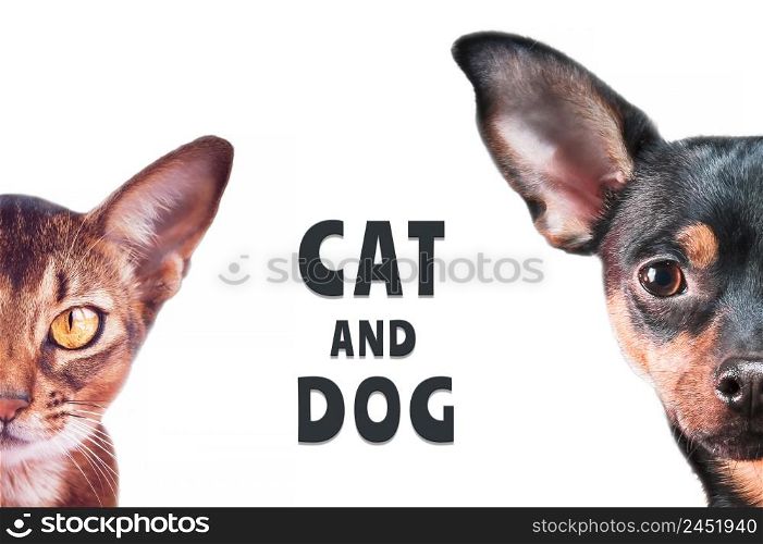 Stylish dog and cat portraits isolated on white, background, with an inscription