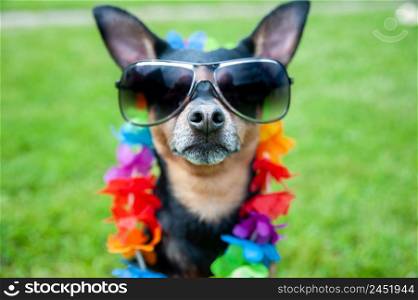 Stylish, fashionable portrait of a dog in sunglasses and a necklace of flowers on a green lawn.Summer holiday theme