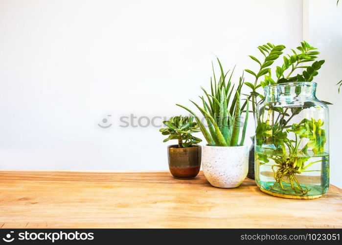 Stylish green house plants on wooden table with white background, modern design and space for text closeup. Stylish green house plants on wooden table with white background, modern design and space for text