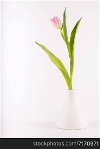 Stylish tulips in minimalistic vase on white background. Space for textCongratulation. Valentine?s Day, spring, Easter. Space for text.