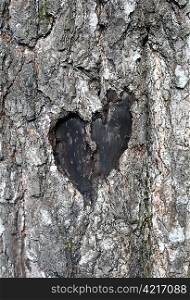 stylized love symbol on a trunk of birch