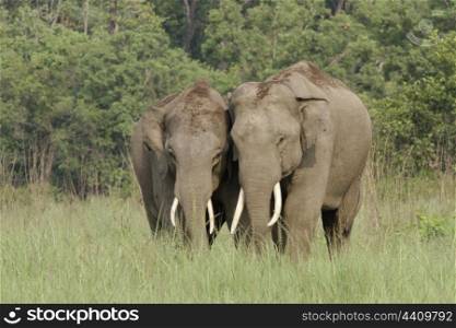 Sub adult elephant bulls or tuskers