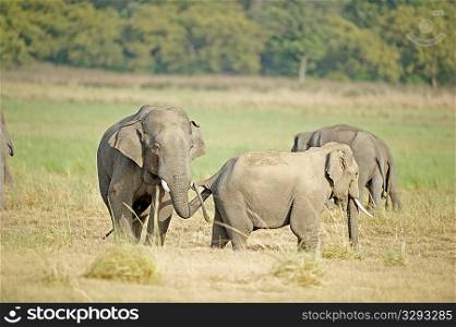 Sub-adult male exhibiting submissive behaviour towards larger adult male in Asian elephant
