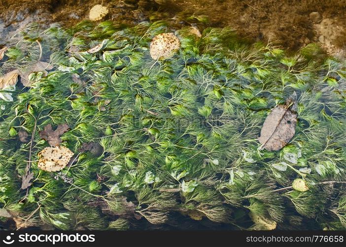 Submerged freshwater algae plant blooming in small river closeup as natural background