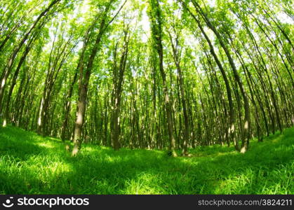 Subtropical forest in Nepal