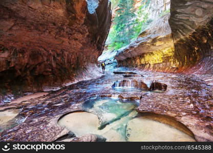 Subway in Zion. Narrows in slot canyon, Zion National Park, Utah, USA