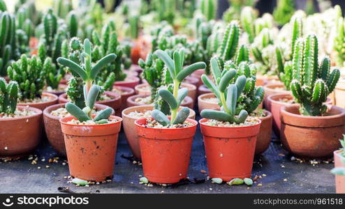 Succulent Cactus Plant in the Garden.