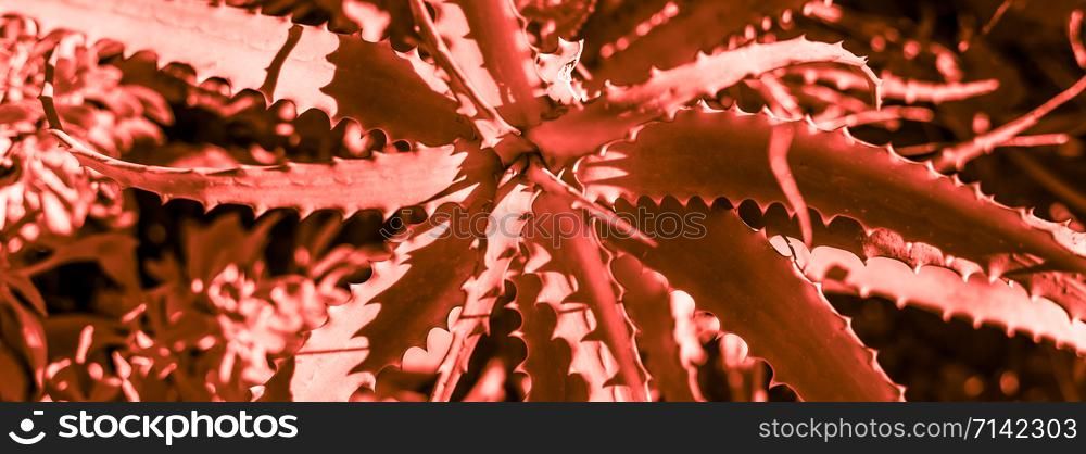 Succulent cactus plant part close up under the sunlight sky toned in living coral color of the year 2019