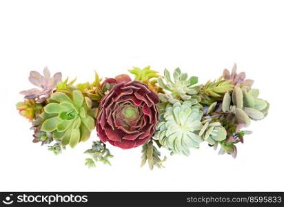 Succulent fresh plants border isolated on white background. Succulent plants over white