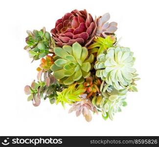 Succulent fresh plants isolated on white background. Succulent plants over white