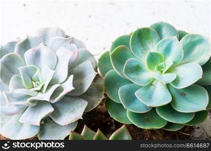 Succulent growing green fresh plants with gound close up. Succulent growing plants