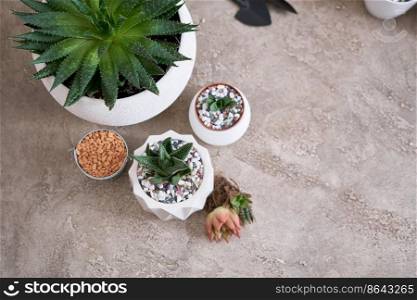 Succulent haworthia Plant in White ceramic Pot Isolated on White Background.. Potted succulents plants on concrete background - haworthia, aloe