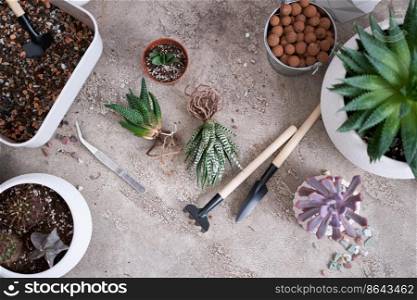 Succulent haworthia Plant with roots ready for planting into White ceramic Pot.. Succulent haworthia Plant with roots ready for planting into White ceramic Pot