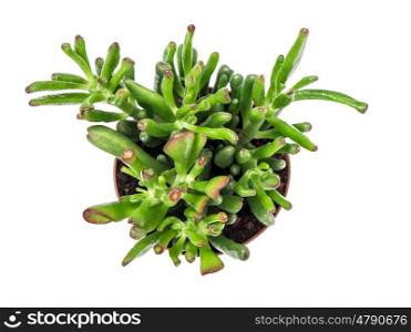 Succulent isolated on white background. Exotic plant. Top view