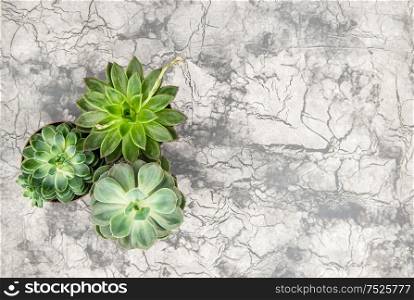 Succulent on concrete cement background. Minimal floral flat lay