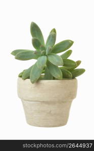 Succulent plant