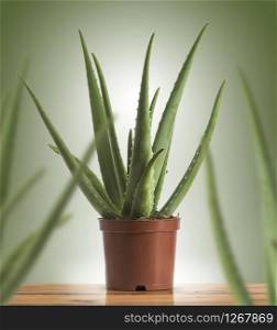 Succulent Plant, Aloe Vera in a maroon plastic pot over green background. Aloe Vera in a Plastic Pot Over Green Background