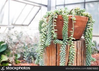 Succulent plant in pottery growing in greenhouse