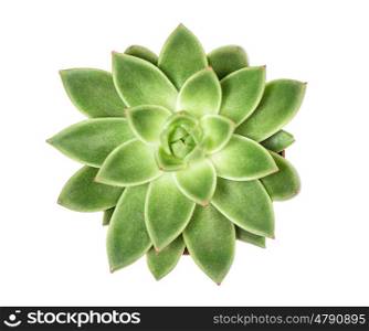 Succulent plant isolated on white background. Top view