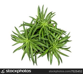 Succulent plant isolated on white background. Top view