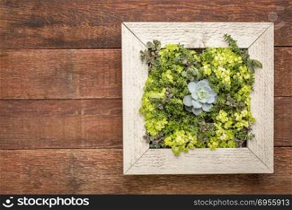 succulent plant mini garden in a picture frame (wall planter) against rustic barn wood