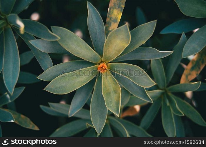 Succulent plant of euphorbia balsamifera in nature