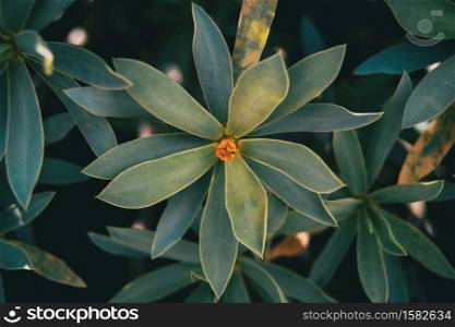 Succulent plant of euphorbia balsamifera in nature