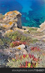 succulent plant on steep cliff overhanging a blue and clear sea