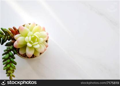 Succulent plant on white marble background with copy space, house plant design background, banner for text