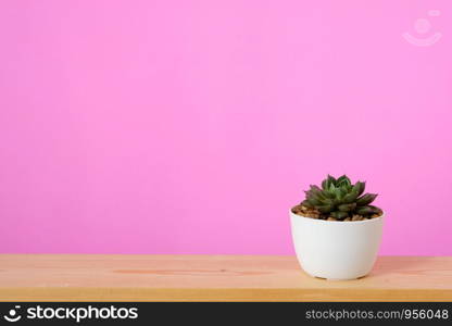 Succulent plant on wood table and pink background with copy space