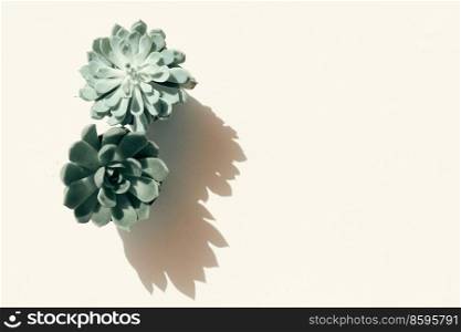 Succulent plant with shadow overlay over nautral ecru background, top view tropical scene, toned. Succulent plants over white