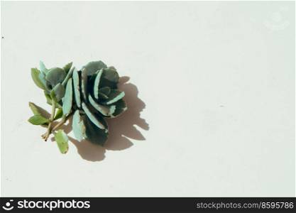 Succulent plant with shadow overlay, top view scene. Succulent plants over white