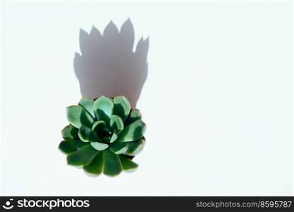 Succulent plant with shadow overlay, top view scene. Succulent plants over white