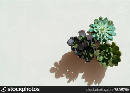 Succulent plant with shadow overlay, top view tropical scene. Succulent plants over white
