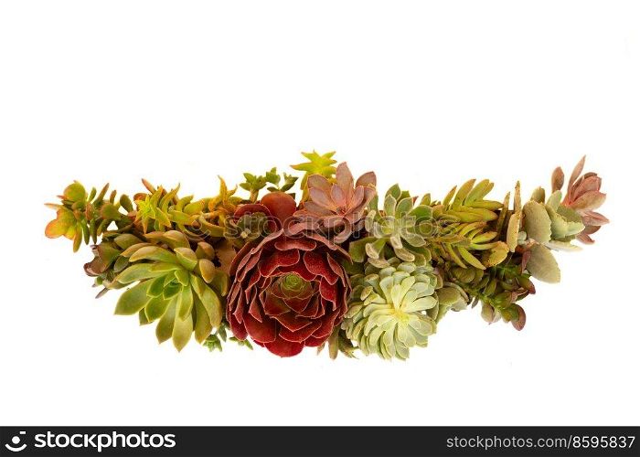 Succulent plants banner isolated on white background. Succulent plants over white
