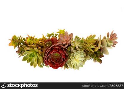 Succulent plants banner isolated on white background. Succulent plants over white