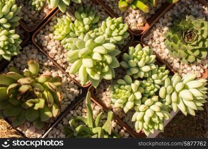 Succulent plants in pots as viewed from above.