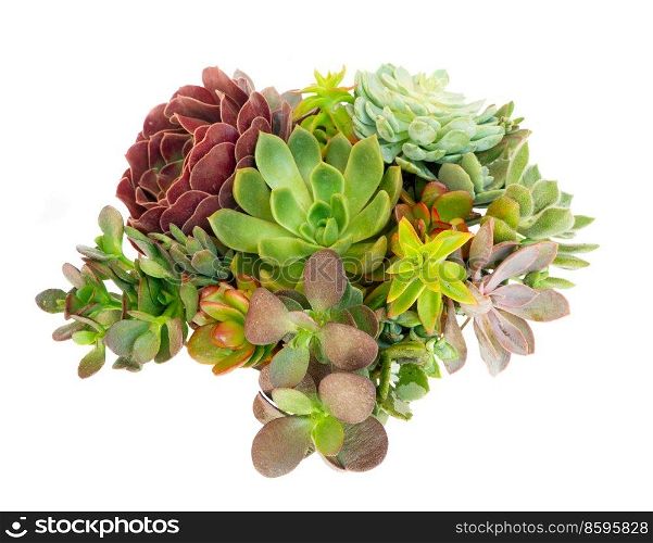 Succulent plants isolated on white background. Succulent plants over white