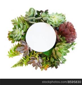 Succulent plants layout isolated on white background. Succulent plants over white