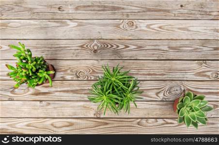 Succulent plants on rustic wooden background. Minimal floral flat lay