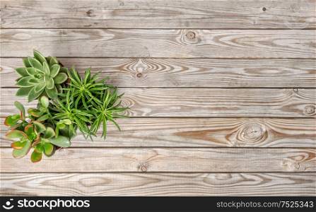 Succulent plants on vintage wooden background. Floral flat lay