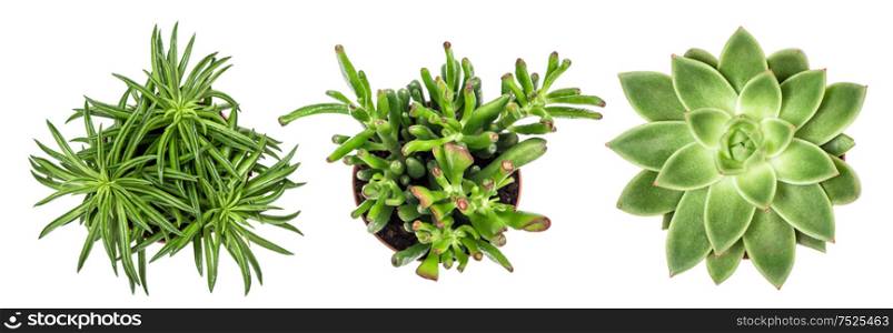 Succulent plants on white background. Top view