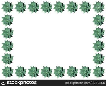 Succulent spiral shape border frame isolated. Haworthia limifolia spiral shaped succulent plant border and frame isolated on white.