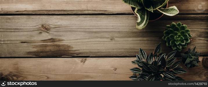 Succulents banner or header with different plants on wooden background, flat lay, top view, copy space. Minimalistic Home decor and gardening concept. Stylish interior with a lot of plants