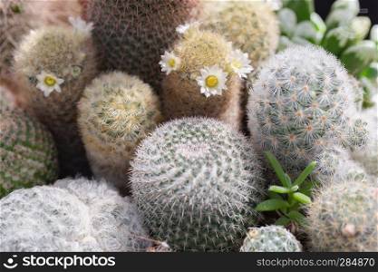 Succulents cactus in desert botanical garden for decoration and agriculture design.