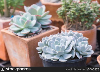 Succulents cactus in desert botanical garden for decoration and agriculture design.