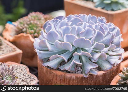 Succulents cactus in desert botanical garden for decoration and agriculture design.