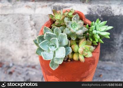 Succulents in broken pottery, Stylish gardening