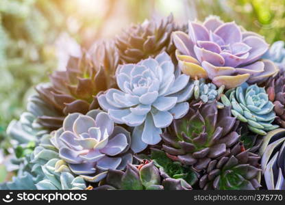 Succulents or cactus in desert botanical garden for decoration and agriculture design.