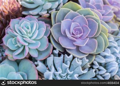 Succulents or cactus in desert botanical garden for decoration and agriculture design.